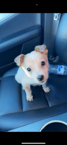 Australian Cattle Dog – Rehome Kiilo ❤️