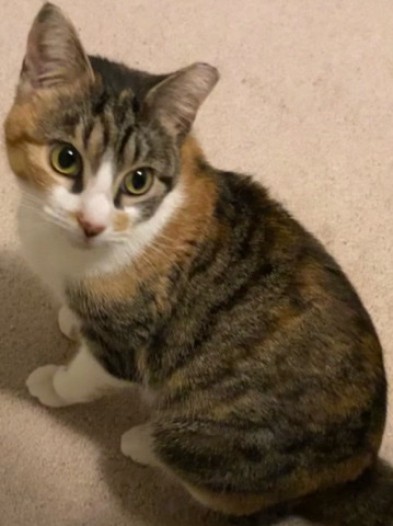 Teen Cat for adoption!