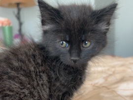 Russian White, Black and Tabby – GORGEOUS KITTEN – Temecula