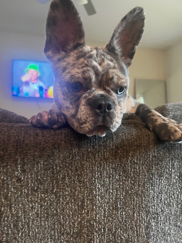 French Bulldog – Rehome French Bulldog