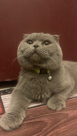 Scottish Fold – Scottish