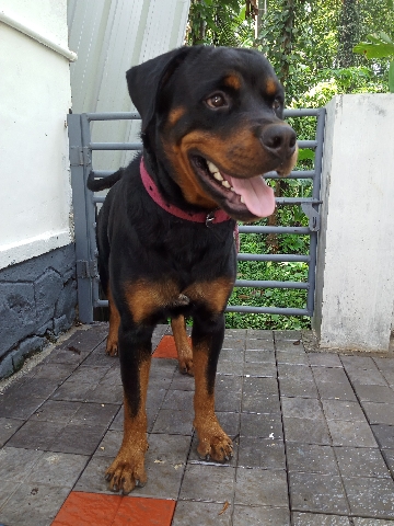 Rottweiler – rottweiler dog