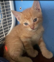 Orange Male