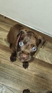 American Pit Bull Terrier – Miss Brownie