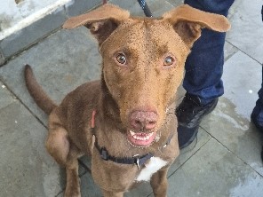 🚨Procura-se um lar para o Charlie Brownie!❤️ – São Paulo