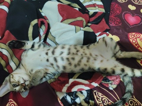 street cat male cat – Bengaluru