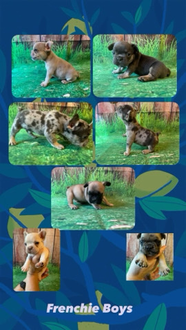 French Bulldog – Frenchie boys