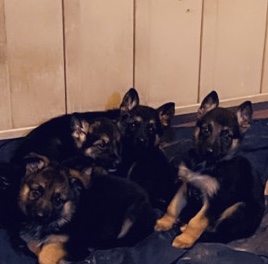 German Shepherd – Loving Smart and loyal Shepherds