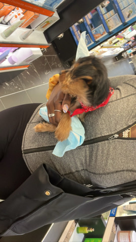 Yorkshire Terrier – pure bred yorkie