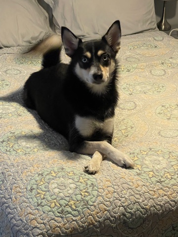 Pomsky