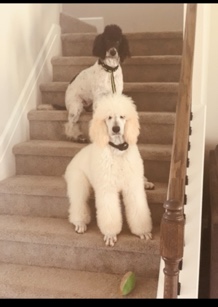 Poodle – Standard poodle puppies!