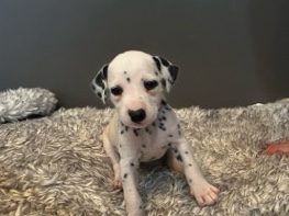 Dalmatian – Piglet – Las Vegas