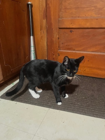 male cat