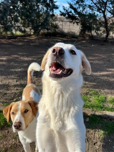 Chloe looking for a home