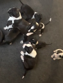 All - adorable staffyXcattle dog ready for there forever home available for adoption in Sydney