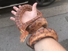 corn snake 