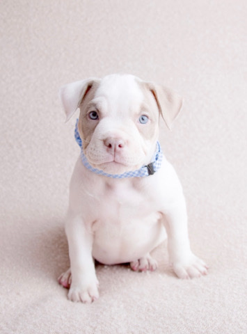 American Bulldog – micro American bullys