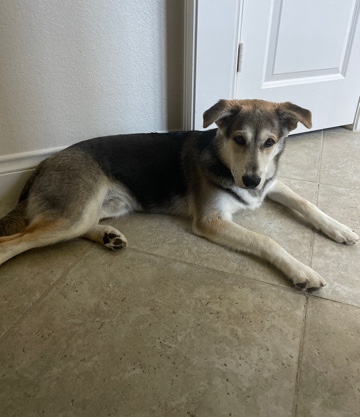 Labrador Husky – Rehoming Puppy