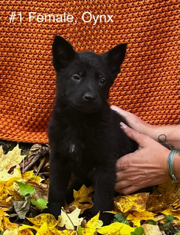 German Shepherd – AKC German Shepherd Puppies