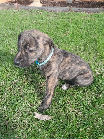 Irish Wolfhound – Wolfhound X Staghound