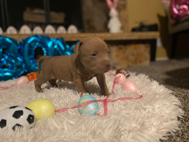 American Bulldog – pups for sale American bully