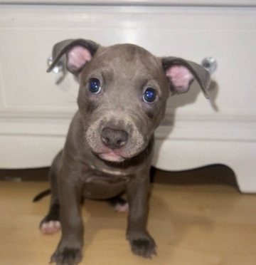 American Pit Bull Terrier – Looking for a home