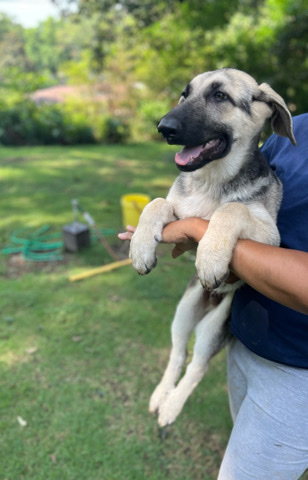 Shepperd puppies