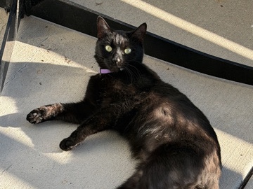 Bombay – rehome Kit-kat (Kit) – Sarasota