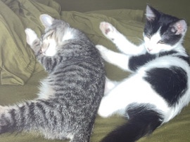 Ragamuffin – SELLING MY CAT