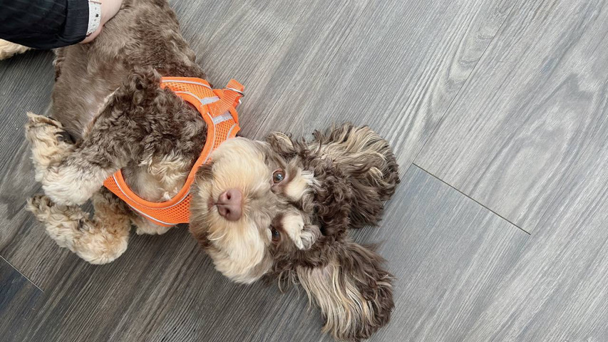 Poodle – A Bella for you