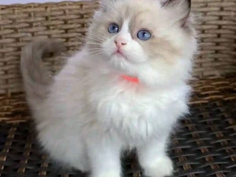 Ragdoll - Ragdoll kittens  available for adoption in Sydney