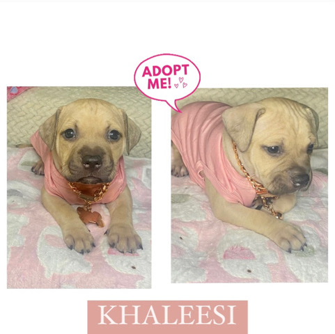 American Pit Bull Terrier – Beautiful Pitbull Mix