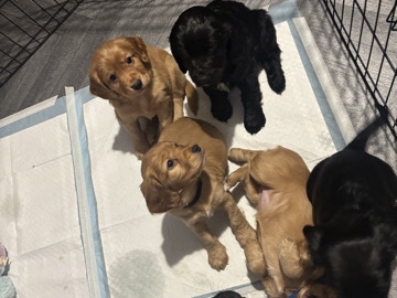 English Cocker Spaniel – working cocker spaniel puppies – Stockton-On-Tees