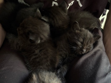 Turkish Angora – Ready to go to there forever home in 3 weeks!! – Charlotte