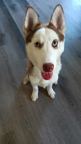 Siberian Husky – Needs Rehoming ASAP