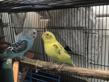 Parakeet – 2Lovley Parakeets needs to be re-homed