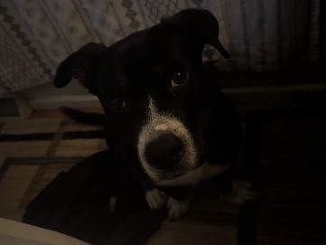 Mixed Breed – mochi – Anderson