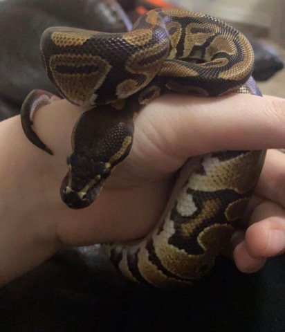 Baby Ball python + enclosure (Fort Worth,Texas)
