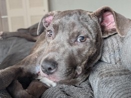 American Pit Bull Terrier - Pit bull puppies needing forever homes available for adoption in Dallas