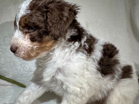 Doodle – BabyRuth Mini Aussiedoodle – Moreno Valley