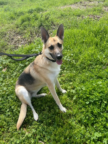 German Shepherd – German Shepard Mix