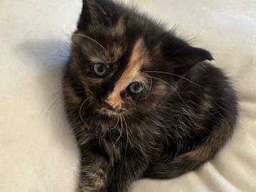 baby katzen zu overladen – Vienna