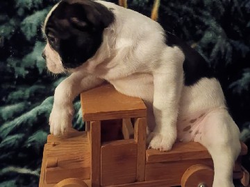 Boston Terrier – rehoming 4 puppies. – Flint