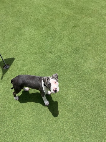 American Staffordshire Terrier – Am Staffy