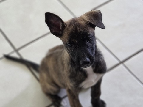 Belgian Shepherd Dog (Malinois) – 🐾 Meet Rhea! 💕 Looking for her forever home! 🐾 – Winterset