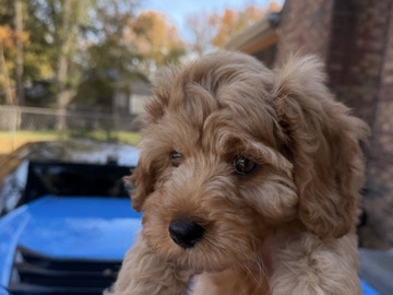 Cavapoo – Cavapoo – Gastonia