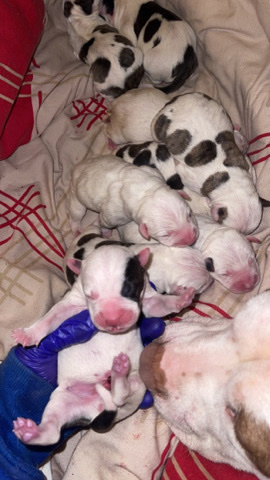 Staffordshire Bull Terrier – Staffordshire terrier pups