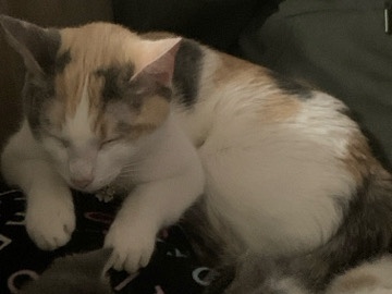 American Shorthair – Luna – Sun Valley