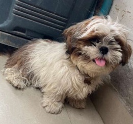Shih Tzu – shih tzo