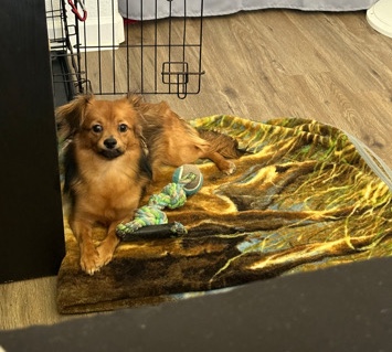 Border Terrier – Terrier mix in need of new home!!